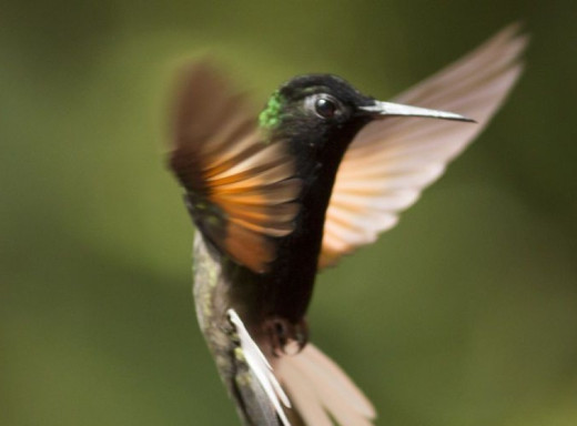 Чому колібрі не можуть без солодкого і чим це може їм зашкодити фото