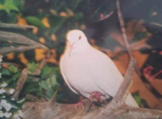 Найстаріший голуб у світі прожив понад 44 роки і став справжньою легендою фото