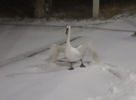 У Чорнобильській зоні лебідь врізався в дозиметричну арку біля КПП Дитятки< фото