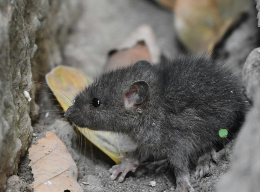 Запах з комори може відлякати мишей, простий спосіб без отрути фото