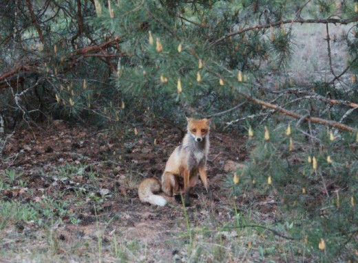 Несподівана зустріч у Чорнобильській зоні: як лисиці з’являються просто з-за сосен фото