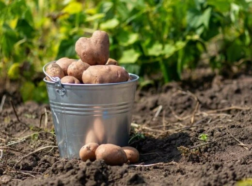 Коли садити картоплю за місячним календарем 2024 року: сприятливі дати фото