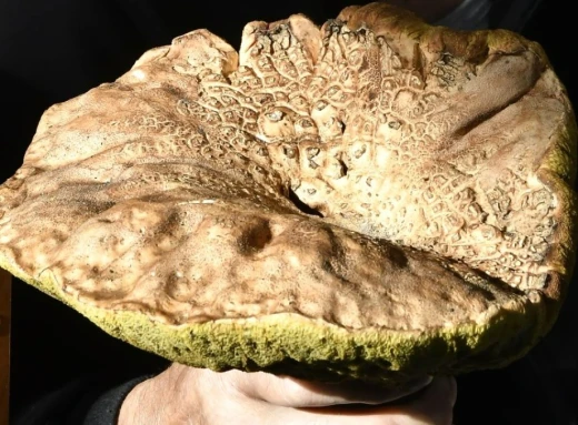 Неймовірна знахідка: В Славутичі знайдено гігантський білий гриб фото