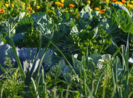 Посадіть це навесні і ґрунт оживе сам: що зробить землю пухкою і родючою без добрив фото