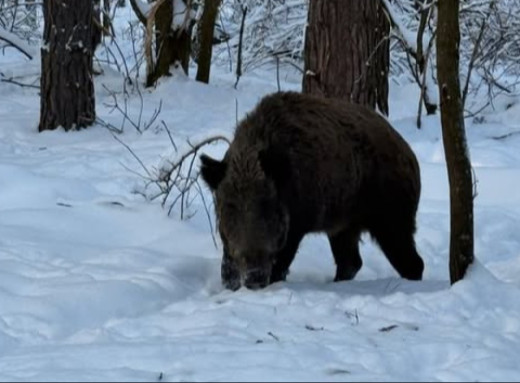 Розумніші, ніж здається: п’ять фактів про дикого кабана з Чорнобильського заповідника фото