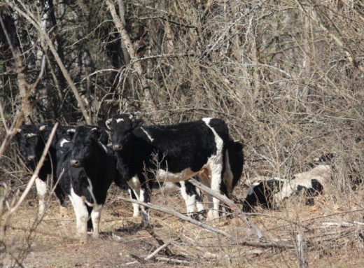 Чорнобильський заповідник: що сталоося з ватажком здичавілого стада Рябком фото