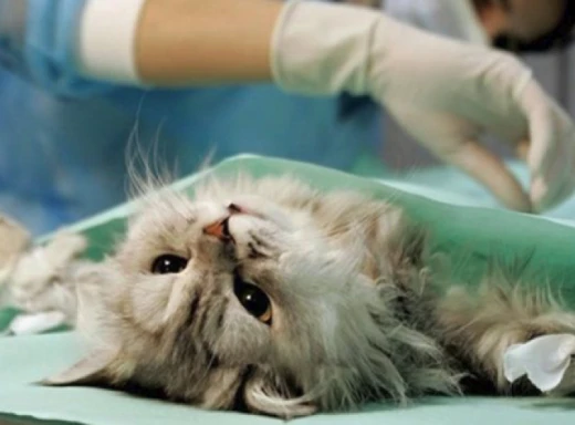 Чи варто стерилізувати вашу кішку? Поради і рекомендації від ветиринарів фото