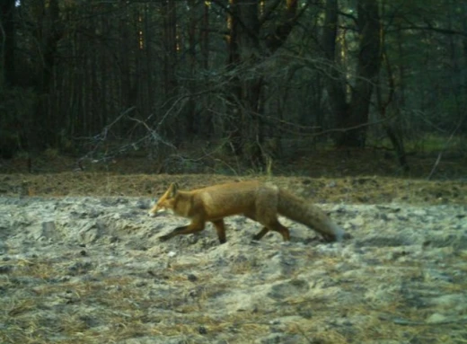 Рудий лис, що полює у Чорнобильському заповіднику потрапив до фотопастки! фото