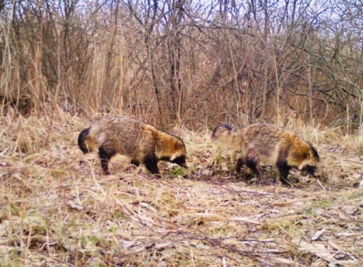У Чорнобильському заповіднику показали кумедний кадр з єнотами з фотопастки фото
