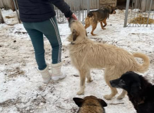 У Славутичі запрошують на прогулянки з собаками з місцевого притулку фото