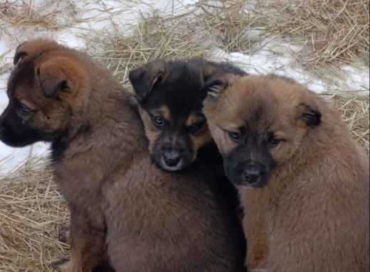 У Пакулі шукають родини для семи цуценят фото