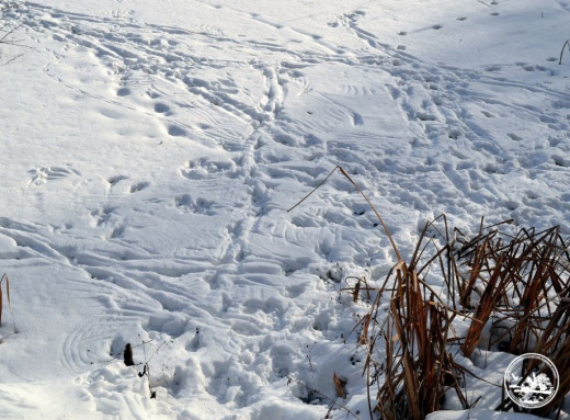 Крижаний наст у Чорнобильській зоні: заповідник попередив про небезпеку для тварин і птахів фото