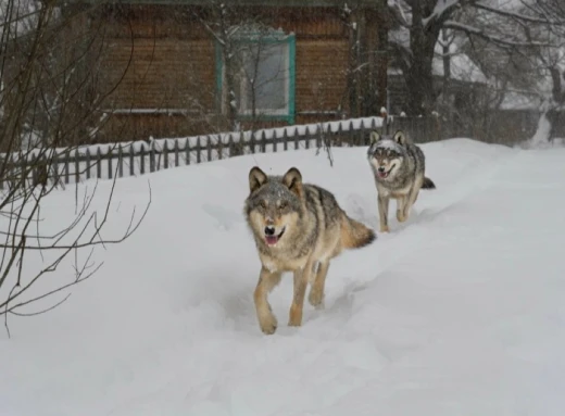 Вовки-мутанти з Чорнобильської зони мають здатність протистояти раку фото