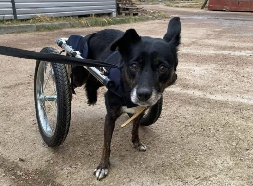 У Славутичі збирають кошти для собаки Джессі на лютий фото