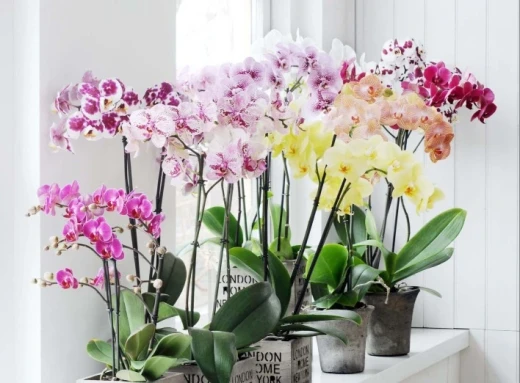 Кімнатна орхідея: Таємниці та цікаві факти про цю рослину фото