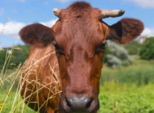 У Чернігівській області жахлива трагедія: корова вбила чоловіка фото