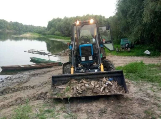 Масова загибель риби на Чернігівщині: забруднення річок Сейм та Десна вдарило по червонокнижних осетрових фото