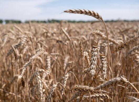 Блокада Ормузької протоки загрожує ринку добрив і світовим цінам на продовольство