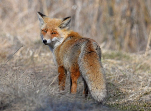 У Чорнобильському заповіднику показали вдале полювання лисиці