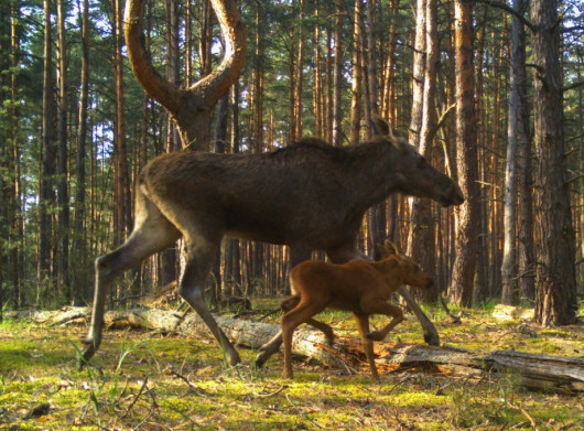 У Чорнобильському заповіднику фотопастка показала ніжний момент із лосихою та малям