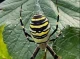 Небезпечний павук з’явився на Чернігівщині: як захистити себе та своїх близьких