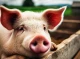Африканська чума свиней виявлена у приватному господарстві на Чернігівщині