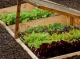 Що можна сіяти в червні: які овочі та зелень не пізно садити в перший місяць літа