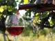 Вино і Здоров'я: Важливі Поради щодо Споживання