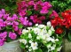 Бегонія вдома: як виростити квітучу красу до літа
