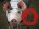 На Чернігівщині вперше в цьому році виявили африканську чуму свиней