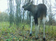 У Чорнобильському заповіднику фотопастка спіймала кумедну загадку з лосів
