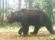 Світлини, що вражають: Бурі ведмеді Чорнобиля