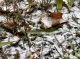Перший сніг у Славутичі - Фоторепортаж від Вадима Івкіна