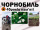 У Славутичі до 40-х роковин аварії на ЧАЕС висадили 40 кущів білих троянд