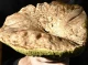 Неймовірна знахідка: В Славутичі знайдено гігантський білий гриб
