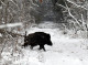 У Чорнобильському заповіднику нагадали правила безпеки під час зустрічі з диким кабаном