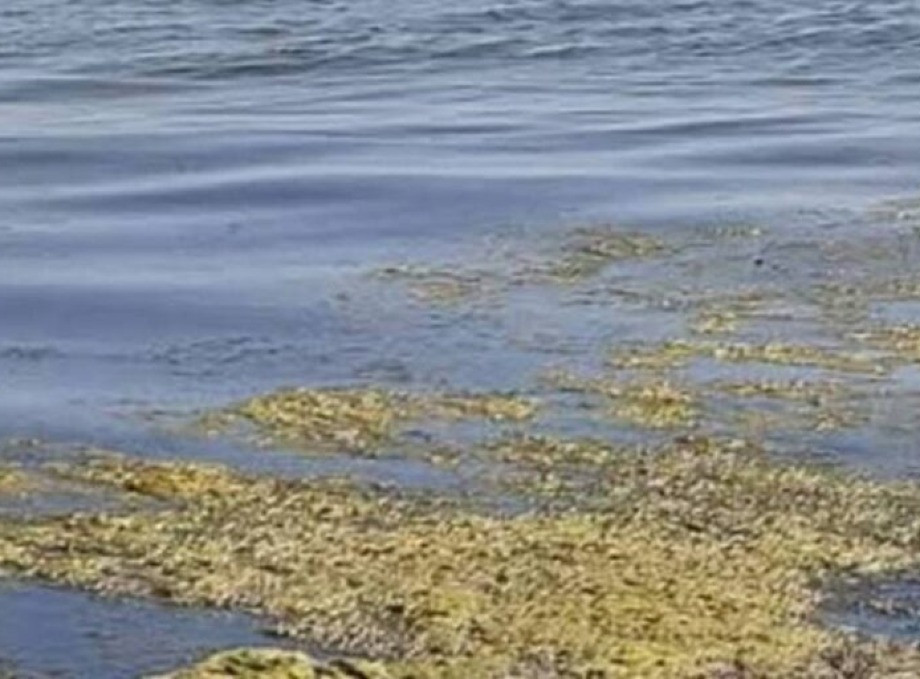 В Одесі зафіксували перевищення шкідливих речовин у морській воді