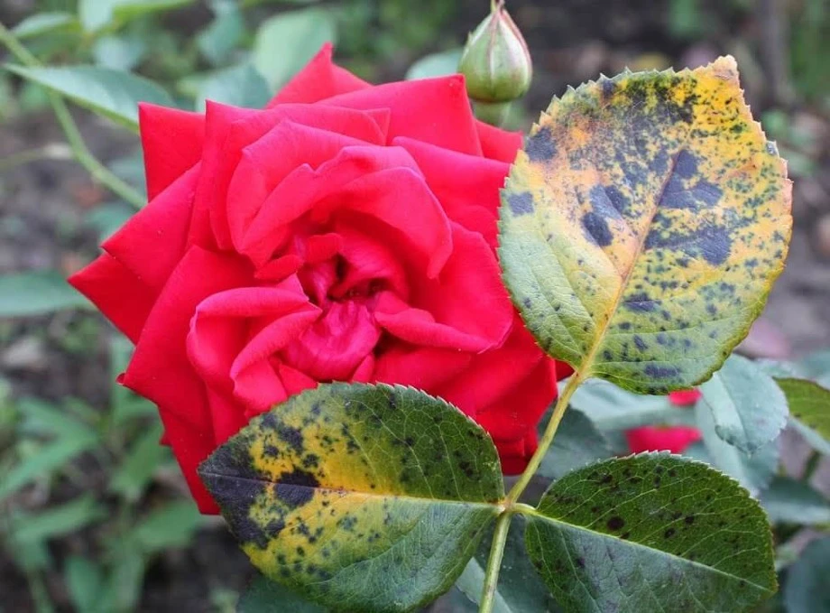 Ефективні методи боротьби з чорною плямистістю на трояндах